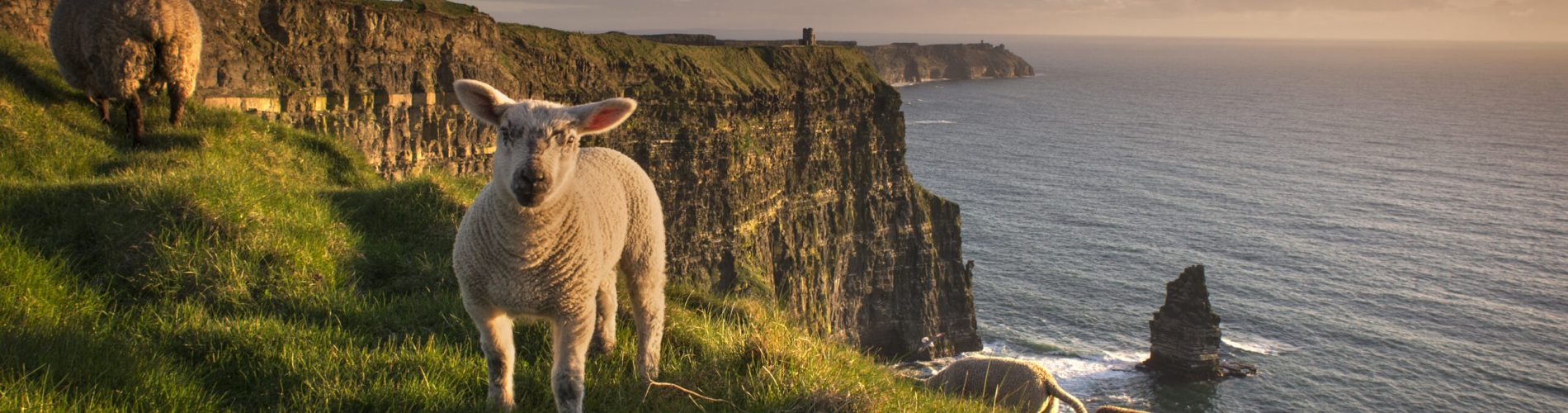 Curious sheep enjoying a cliffside sunset